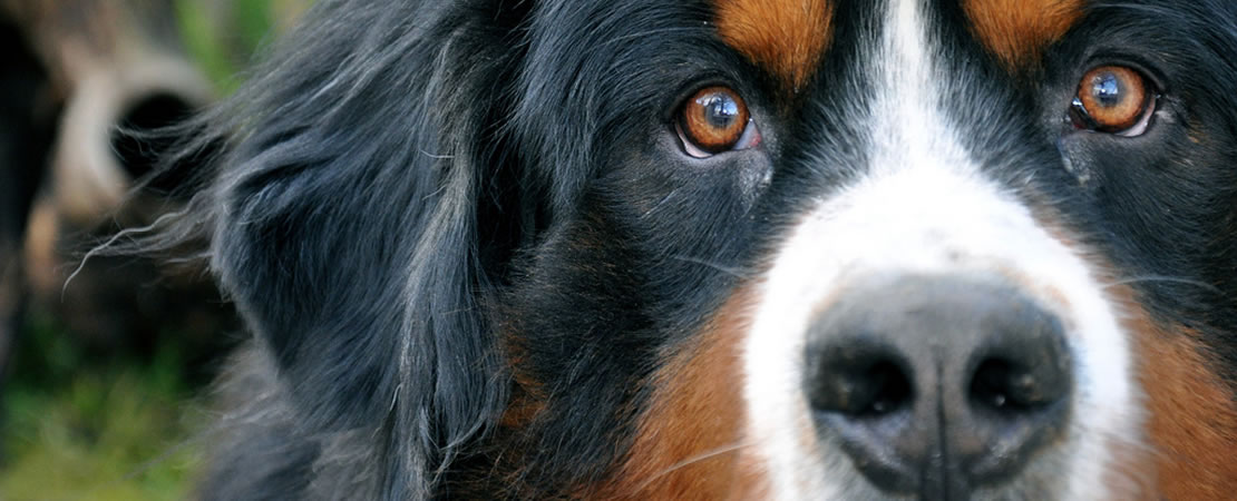 Bernese Mountain Dog close-up portrait