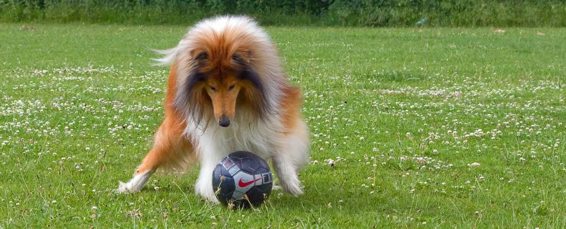 Collie dog playing with a soccer ball in a grassy field