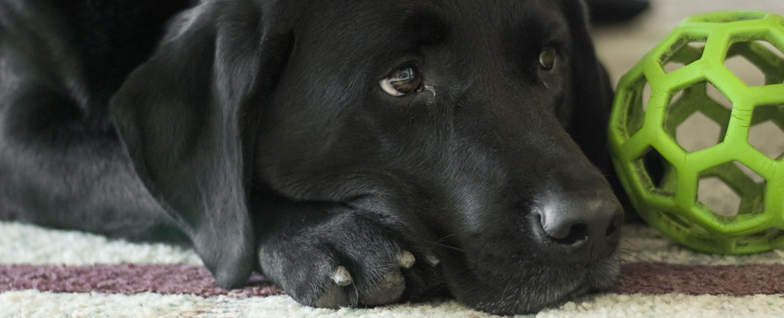 Black Labrador dog lying on the floor beside a green toy ball