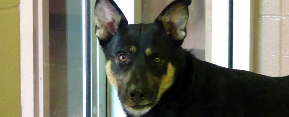 Black and tan dog standing indoors looking toward the camera