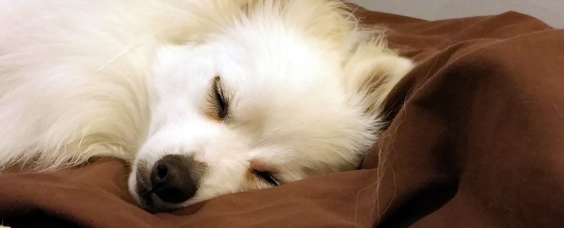White fluffy dog resting peacefully on a brown blanket